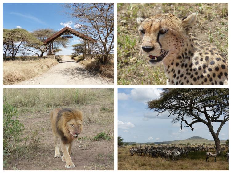 Unser Traum von Afrika, unterwegs in der Serengeti.
